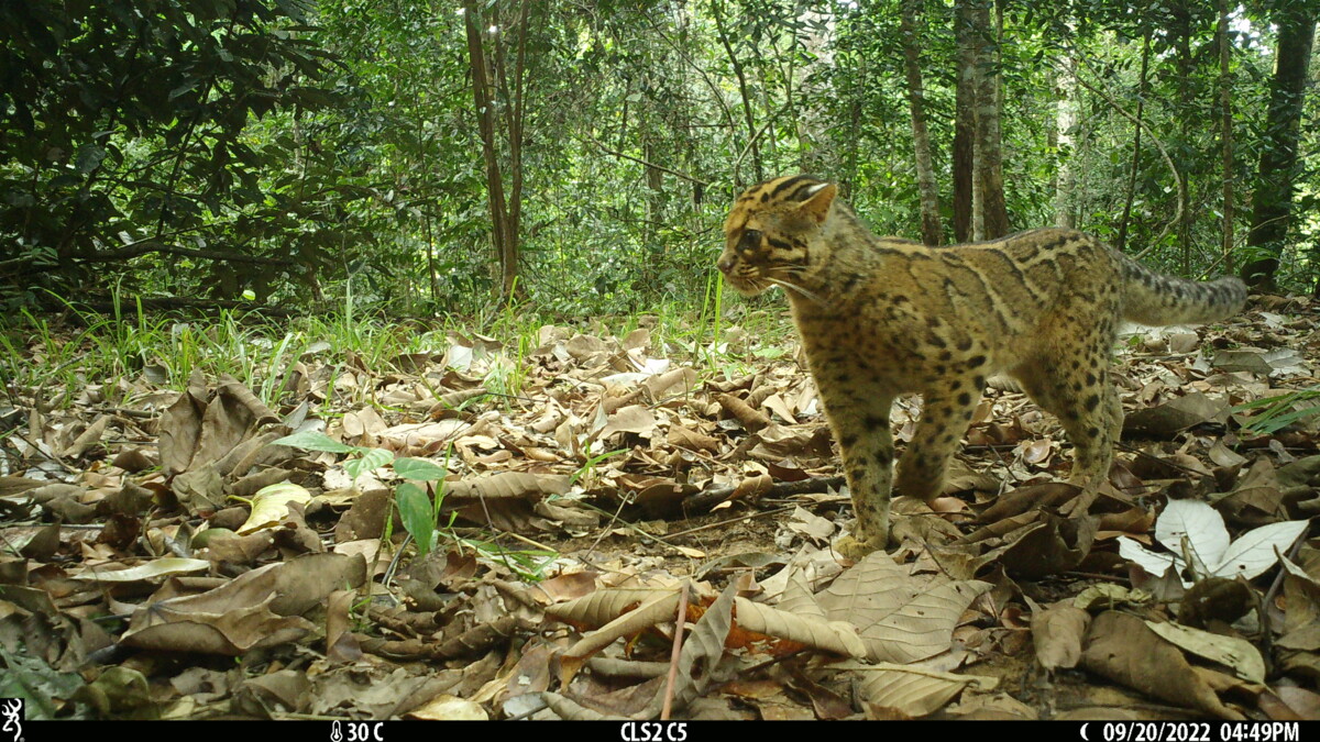 Marbled cat